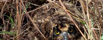 Вперше у Тарутинському степу було підтверджене гніздування червононокнижної сови болотяної