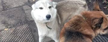 «Навіть дикі звірі шукають спокою»: військові 122-ї бригади з Одещини врятували пораненого вовка