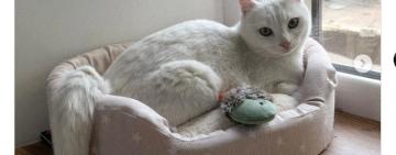 В Одесі знайшлася зникла кішка Марта, яку шукали майже місяць