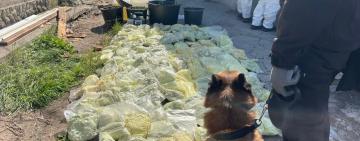 Службові собаки Одеської митниці допомогли викрити 4 нарколабораторії