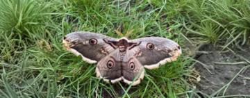 Поблизу села Баштанків на півночі Одещини екологи натрапили на справжню красуню — Сатурнію велику