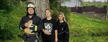 На Одещині рятувальники з дерева зняли рудого "порушника спокою"