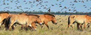 Бородінська громада готується до підписання Меморандуму з біосферним заповідником 