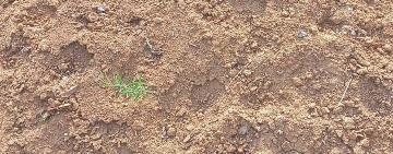 Кладовище — не місце для худоби: мешканці селища Бессарабське просять з повагою ставитися до місць вічного спочинку