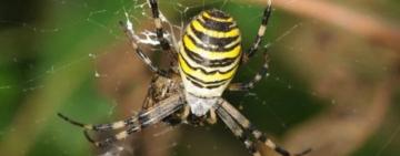 Отруйні павуки атакують південь України: що треба знати про небезпеку