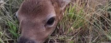 Лань європейська дала потомство в дикій природі на Одещині 