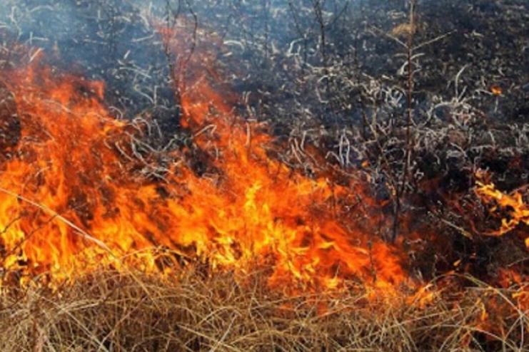 Під Одесою сталася масштабна пожежа на відкритій місцевості 