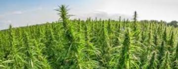 Поліцейські вилучили плантацію конопель у жителя Болградського району