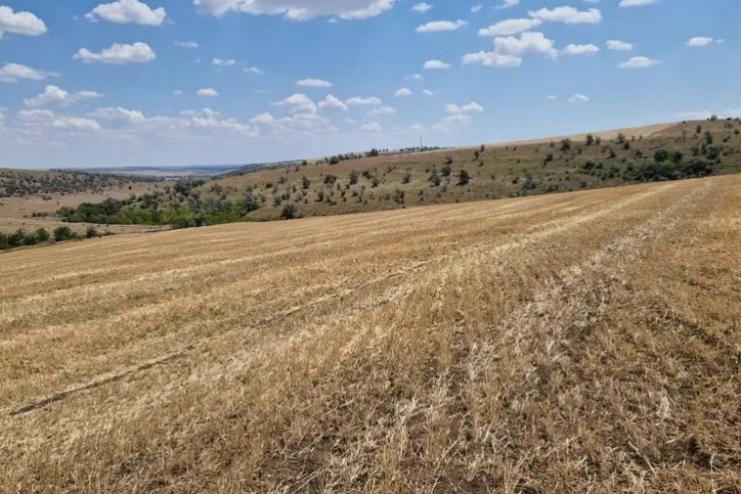 На Одещині землі лісового фонду незаконно використовували під сільгоспкультури