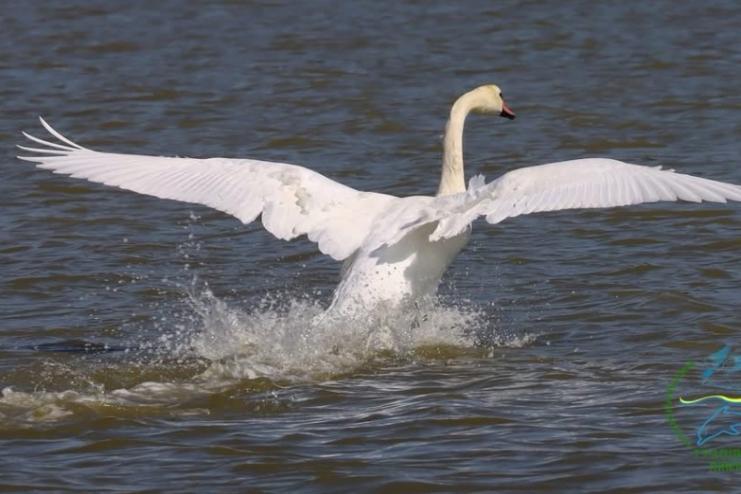 На Джантшейському лимані зібралися сотні «холостяків»-лебедів