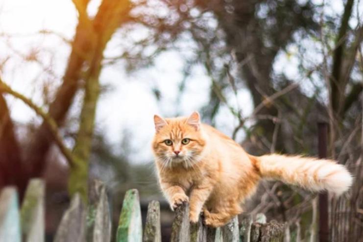 На Одещині сусіда підозрюють у жорстокому поводженні з котом