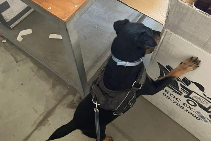 Службовий пес одеських митників допоміг виявити пів кілограма синтетичних наркотиків А-PVР