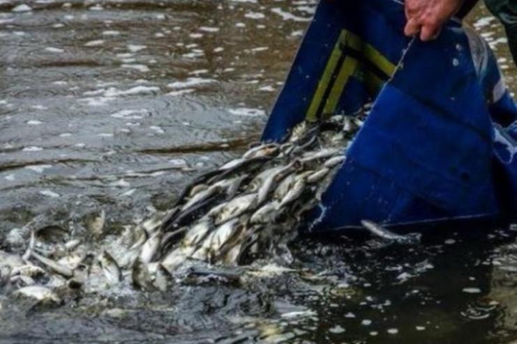 Дністровський лиман зариблять цінними видами риб: держава виділила понад 3,5 мільйона гривень