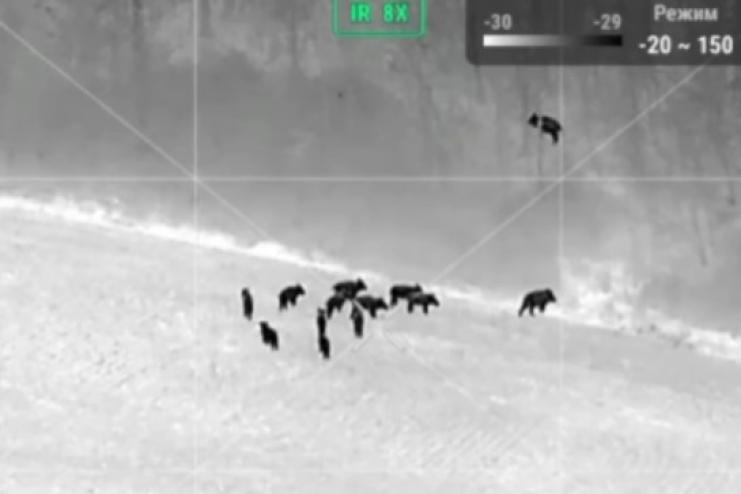 Біля кордону на Одещині помітили зграю диких кабанів