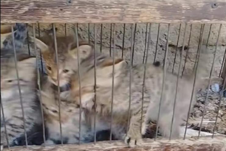 На Одещині врятували дитинчат рідкісного лісового кота