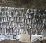 На Одещині викрили браконьєра з уловом у понад 300 кефалей у Національному парку «Тузлівські лимани»