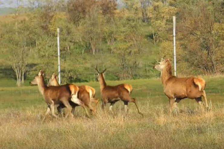 У Тарутинський степ вперше повернули європейських ланей