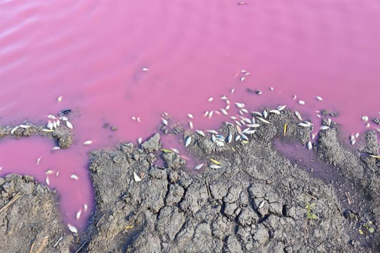 На Одещині зафіксовано масову загибель карася: вода в ставку стала рожевою