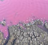 На Одещині зафіксовано масову загибель карася: вода в ставку стала рожевою