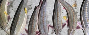 Правоохоронці викрили на річці Дунай двох браконьєрів із уловом червонокнижної риби