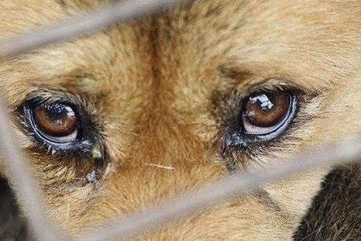 Поліцейські затримали жителя Одеського району за жорстоке поводження із тваринами
