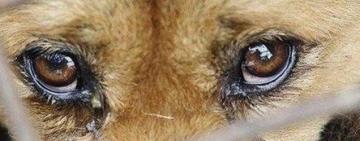 Поліцейські затримали жителя Одеського району за жорстоке поводження із тваринами