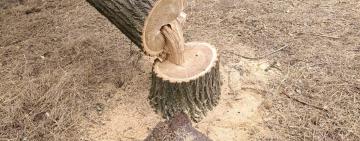 Замість дозволу — бензопила: на Ізмаїльщині чоловік незаконно вирубав ліс на 80 тисяч гривень