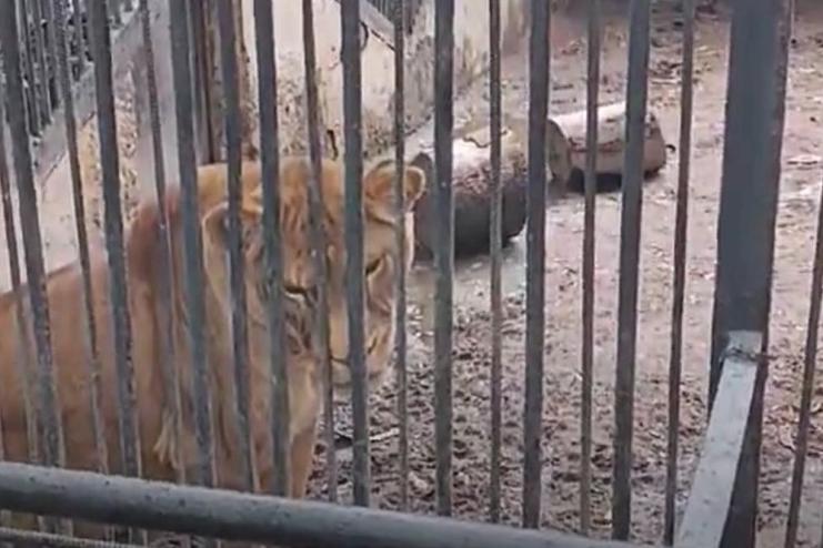 У прокуратурі відкрили кримінальну справу за фактом жорстокого поводження з тваринами в Одеському зоопарку