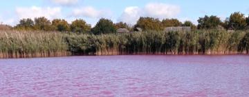 На Одещині виявили причини зміни кольору води у ставку