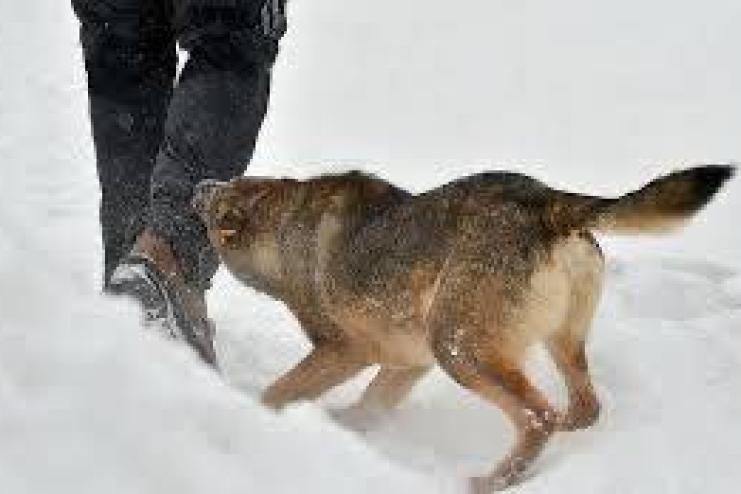 У Павлівці закликають власників контролювати своїх собак — зросла кількість скарг на господарів тварин