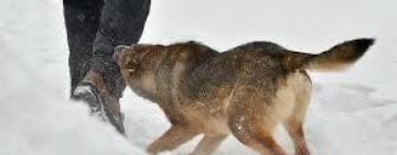 У Павлівці закликають власників контролювати своїх собак — зросла кількість скарг на господарів тварин