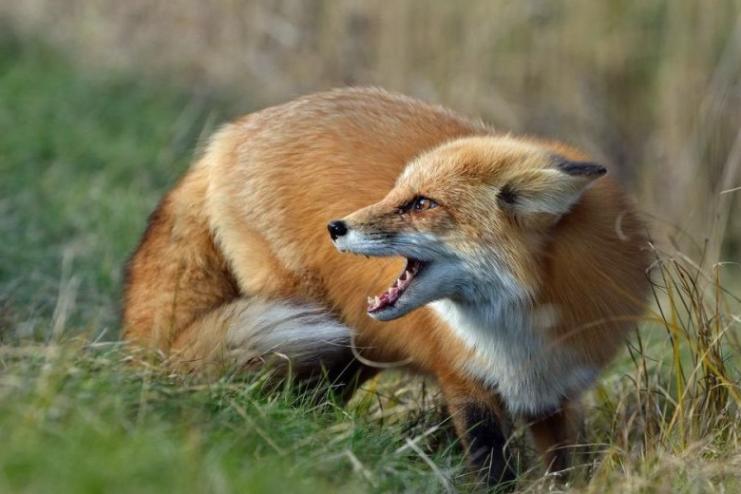 На Болградщині ускладнилась епізоотична ситуація зі сказу тварин