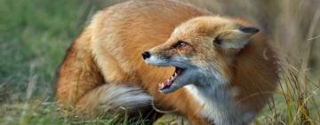 На Болградщині ускладнилась епізоотична ситуація зі сказу тварин