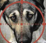 Із гвинтівки застрелив сусідського собаку: жителя Одеського району скерували до суду