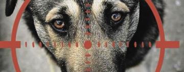 Із гвинтівки застрелив сусідського собаку: жителя Одеського району скерували до суду