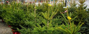 Новорічні ялинки-2026: як обрати безпечно та законно — поради Держекоінспекції Південно-Західного округу