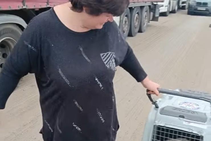 На митниці Рені – Джурджулешти зооволонтери виловили та простерилізували 21 собаку