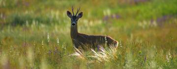 Тарутинський степ — природний капітал для клімату й людей