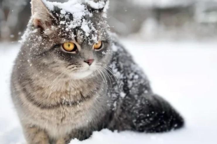 На Одещині очікуються нічні морози