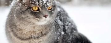 На Одещині очікуються нічні морози