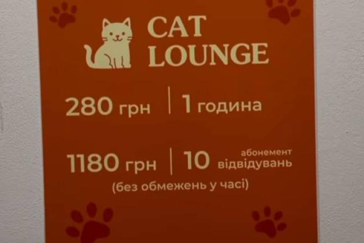 «Оренда кошенят» в Одесі: поліція відкрила кримінальне провадження через загибель тварин