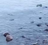 Стан Чорного моря біля Одеси на початку року: видимих ознак забруднення олією не зафіксовано