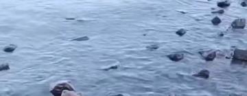 Стан Чорного моря біля Одеси на початку року: видимих ознак забруднення олією не зафіксовано