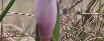 В Буджацькому степу несподівано рано розквіт дикий шафран