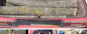 Незаконна рубка дубів в Арцизькій громаді: понад 39 тис. грн збитків та кримінальне провадження