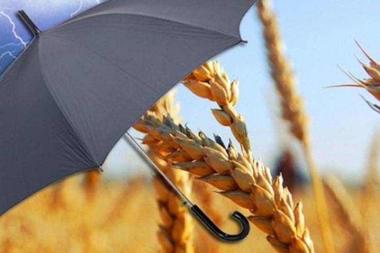Уряд запускає державну підтримку страхування агропродукції: що зміниться для аграріїв з 2026 року