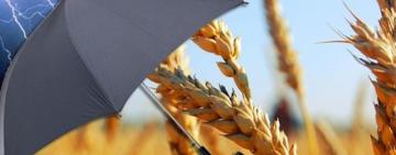 Уряд запускає державну підтримку страхування агропродукції: що зміниться для аграріїв з 2026 року