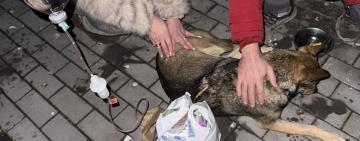 В Ізмаїлі фіксують масову травлю собак