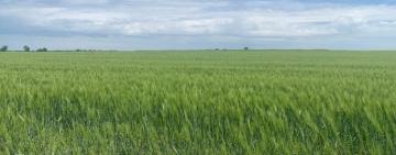 Підприємцю з Болградського району оголосили підозру за самовільне захоплення 19 гектарів землі