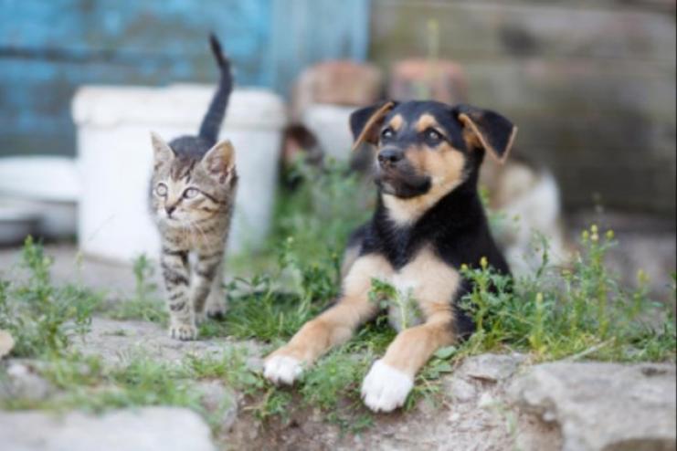 Петиція про кримінальну відповідальність за насильство над тваринами набрала необхідну кількість голосів